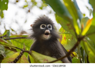 Baby Monkey Hd Stock Images Shutterstock