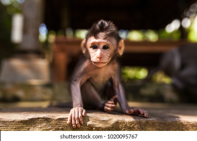 Baby Monkey In Bali