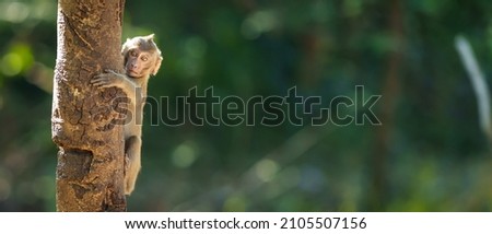 The baby monkey clambered on the tree and space on the right side for banner text input.
