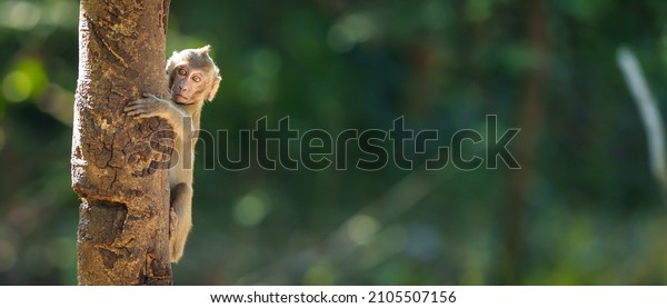 The baby monkey clambered on the tree\
and space on the right side for banner text\
input.