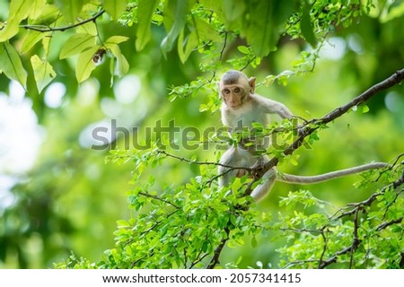 A baby monkey climbs on the Pithecellobium dulce trees in the natural forest.