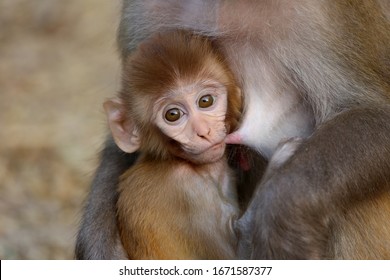 Baby Monkey Hd Stock Images Shutterstock