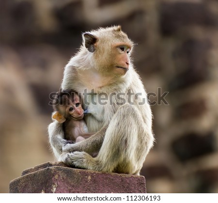 Baby monkey eating milk from the mother