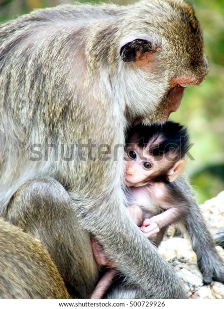 Baby Monkey Embrace Mother Love Family Stock Photo Edit Now