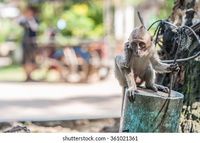 Baby Monkey Holding A Cable For Support