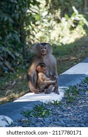 Baby Monkey Is With Mother Monkey.