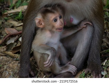 Baby Monkey Is With Mother Monkey.