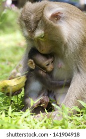 Baby Monkey With Mother In The Wild