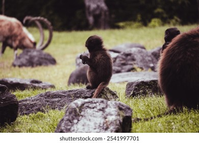 A baby monkey perched o a rock in its natural habitat - Powered by Shutterstock