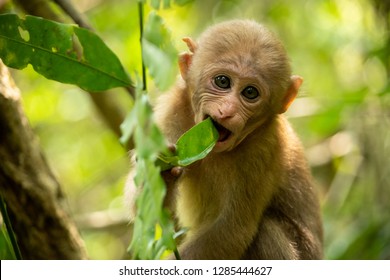 baby monkey Portrait