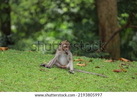 The baby Monkey is sitdown on grass garden in front of forest