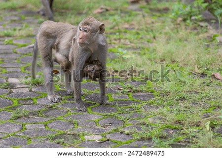 The baby Monkey is sitdown on grass garden in front of forest