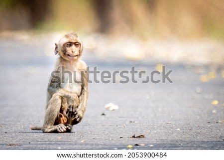 A baby monkey sits with a cheeky smile on the road.
Leave space on the right side for text input.