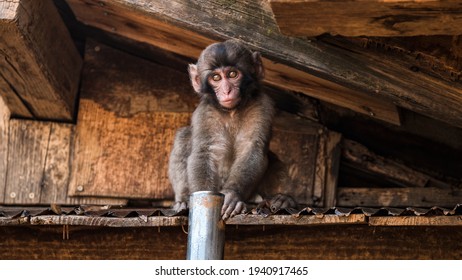 Baby Monkey Sitting On Roof Looking Around. Cute Face With Big Eyes, Monkey Portrait