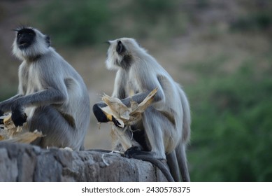 Baby Monkey sitting on wall , eating corn. A monkey ( Rhesus macaque ) sitting on a road boundary wall jodhpur and eating maize (Zea mays) - Powered by Shutterstock