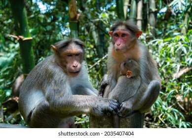 Baby Monkey Sitting With Parents, Animal Photography, Wildlife Photography