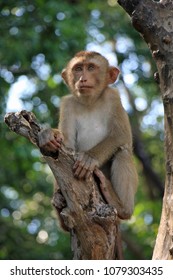 A baby monkey sitting in a tree has a human like face with a wise expression.