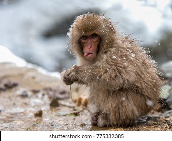 Baby Monkey In Snow