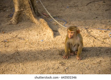 Baby Monkeys Climbing Coconut Tree Stock Photo 643501546 | Shutterstock