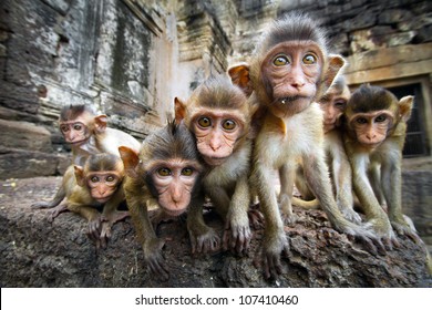 Group Monkeys Images Stock Photos Vectors Shutterstock