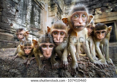 Baby monkeys are curious,Lopburi, Thailand.
