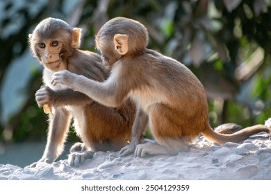 Baby monkeys in the forest Monkey baby photos and 