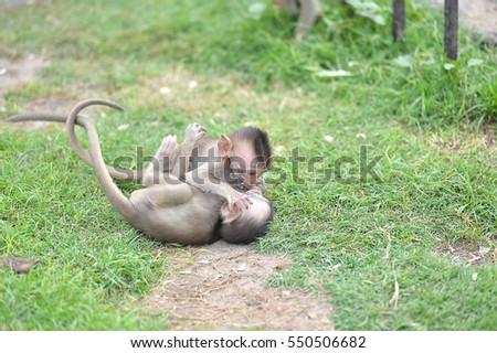 baby monkeys play together