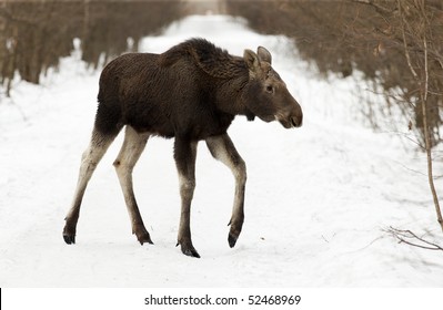 Baby Moose