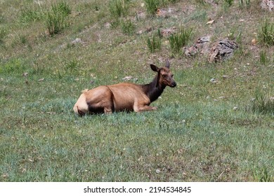 Baby Moose In A Meadow