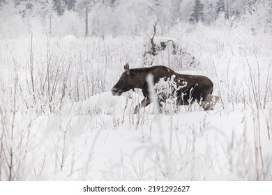 A Baby Moose In A Snowy Forest