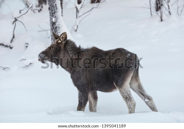 Baby Moose Waiting Snow Stock Photo Edit Now