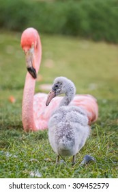 Baby And Mother Flamingo