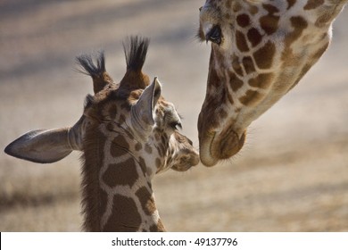 Baby And Mother Giraffe