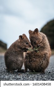 Baby and mother quokka eating green twigs. Cute quokkas on Rottnest Island, Western Australia