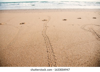 Baby Mother Turtle Footprint On The Beach Australia Queensland Bundaberg Beauty In Nature Protection