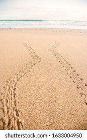 Baby Mother Turtle Footprint On The Beach Australia Queensland Bundaberg Beauty In Nature Protection