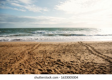 Baby Mother Turtle Footprint On The Beach Australia Queensland Bundaberg Beauty In Nature Protection