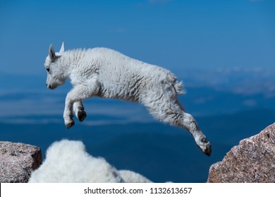 mountain goat jumping