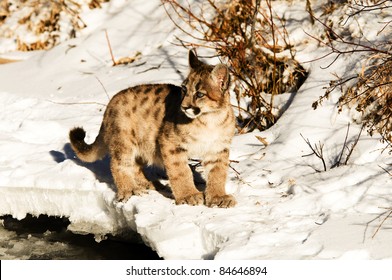 Baby Mountain Lion