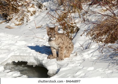 Baby Mountain Lion