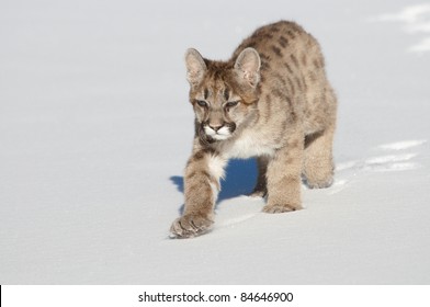 Baby Mountain Lion