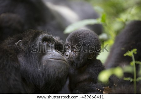 A baby mountain wild gorilla kisses his mother