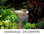 Baby Mourning Doves in Bird Bath