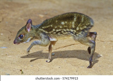 Baby Mouse Deer