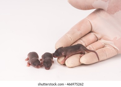 Black Mouse Babies Stock Photos Images Photography Shutterstock