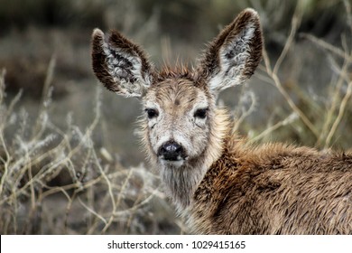 Baby Mule Deer