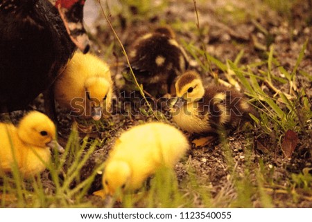 Image, Stock Photo Baby Muscovy ducklings Cairina moschata