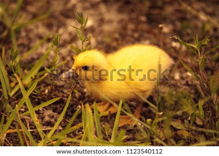 Image, Stock Photo Baby Muscovy ducklings Cairina moschata