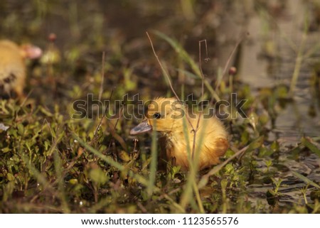 Similar – Image, Stock Photo Baby Muscovy ducklings Cairina moschata