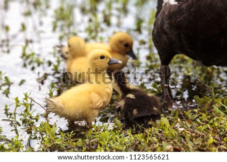 Image, Stock Photo Mother and Baby Muscovy ducklings Cairina moschata